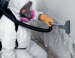 Best Emergency Mold Remediation  in Park City, MT